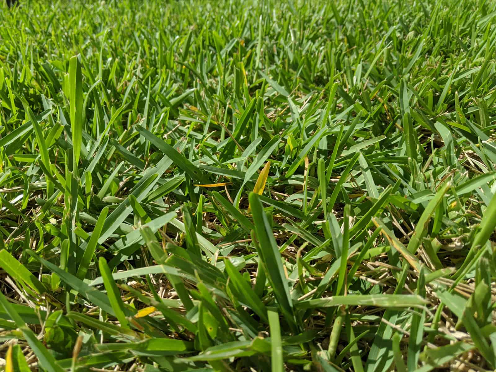 Is There a Difference Between Floratam and St. Augustine Grass?