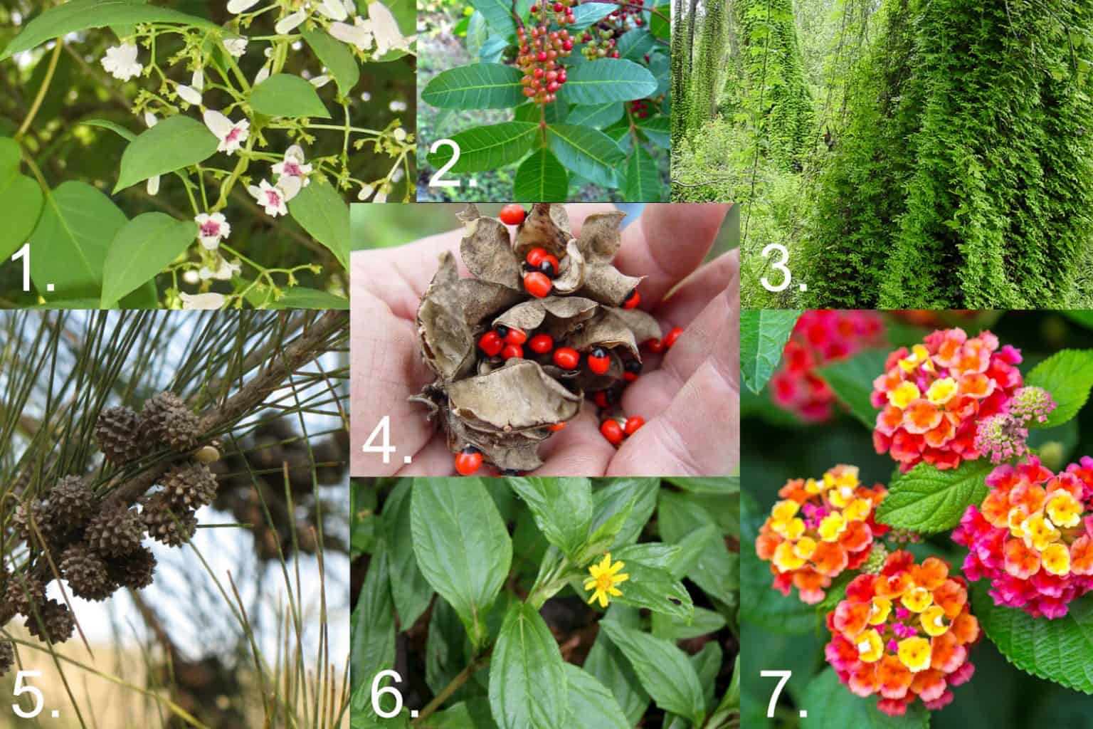 Avoid Using Invasive Plants in Your Florida Landscaping - CWG Landscape