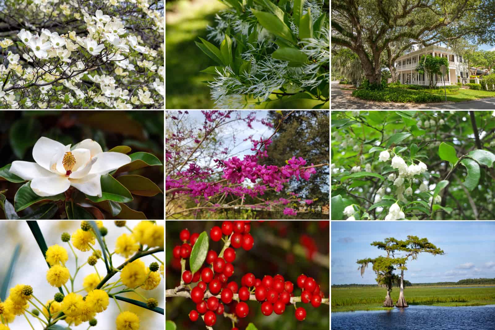 51 Plants Native to Florida: Trees, Flowers, and Shrubs