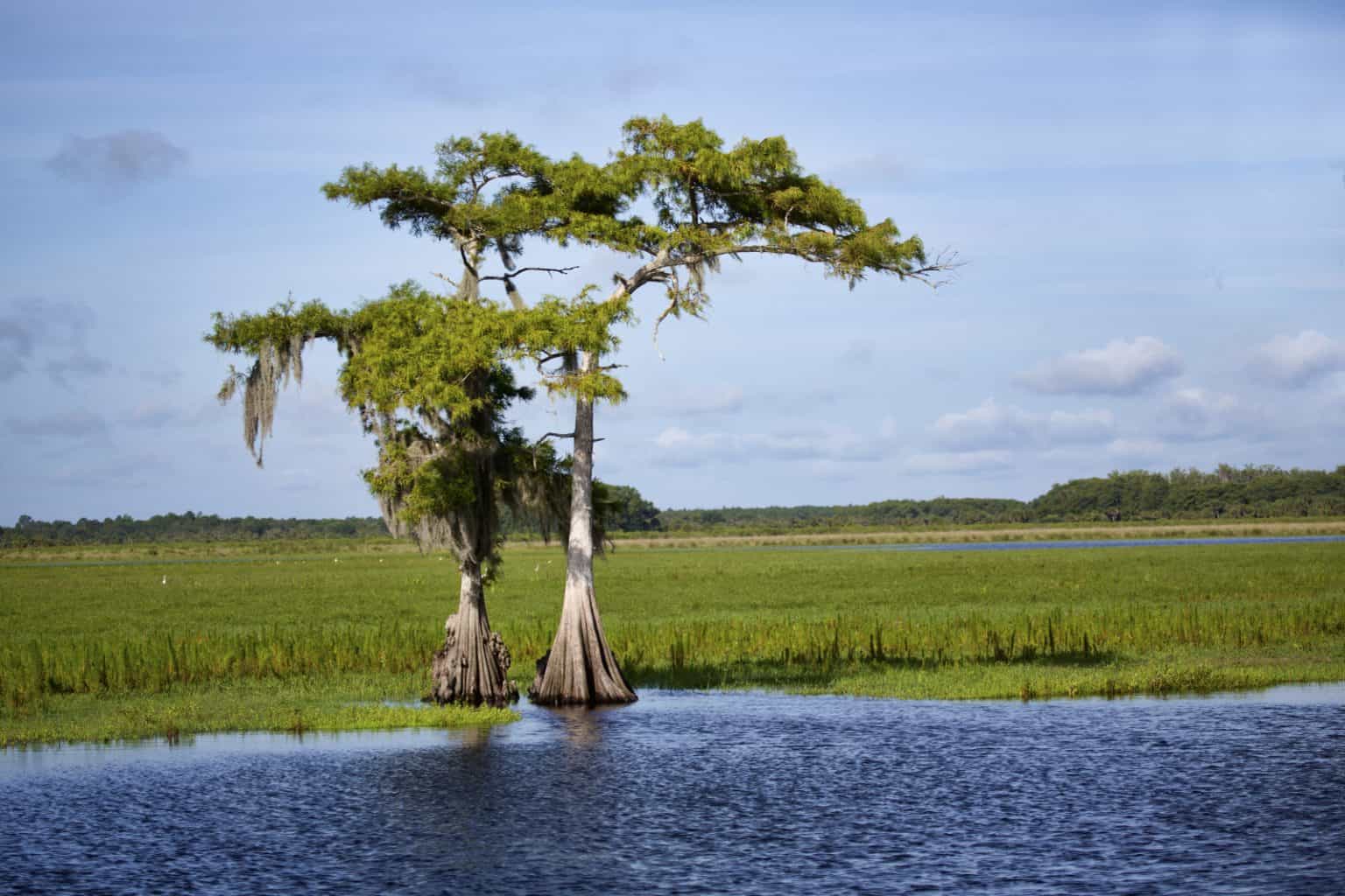 10 Native Florida Trees to Plant in Your Garden Cape Coral Landscape