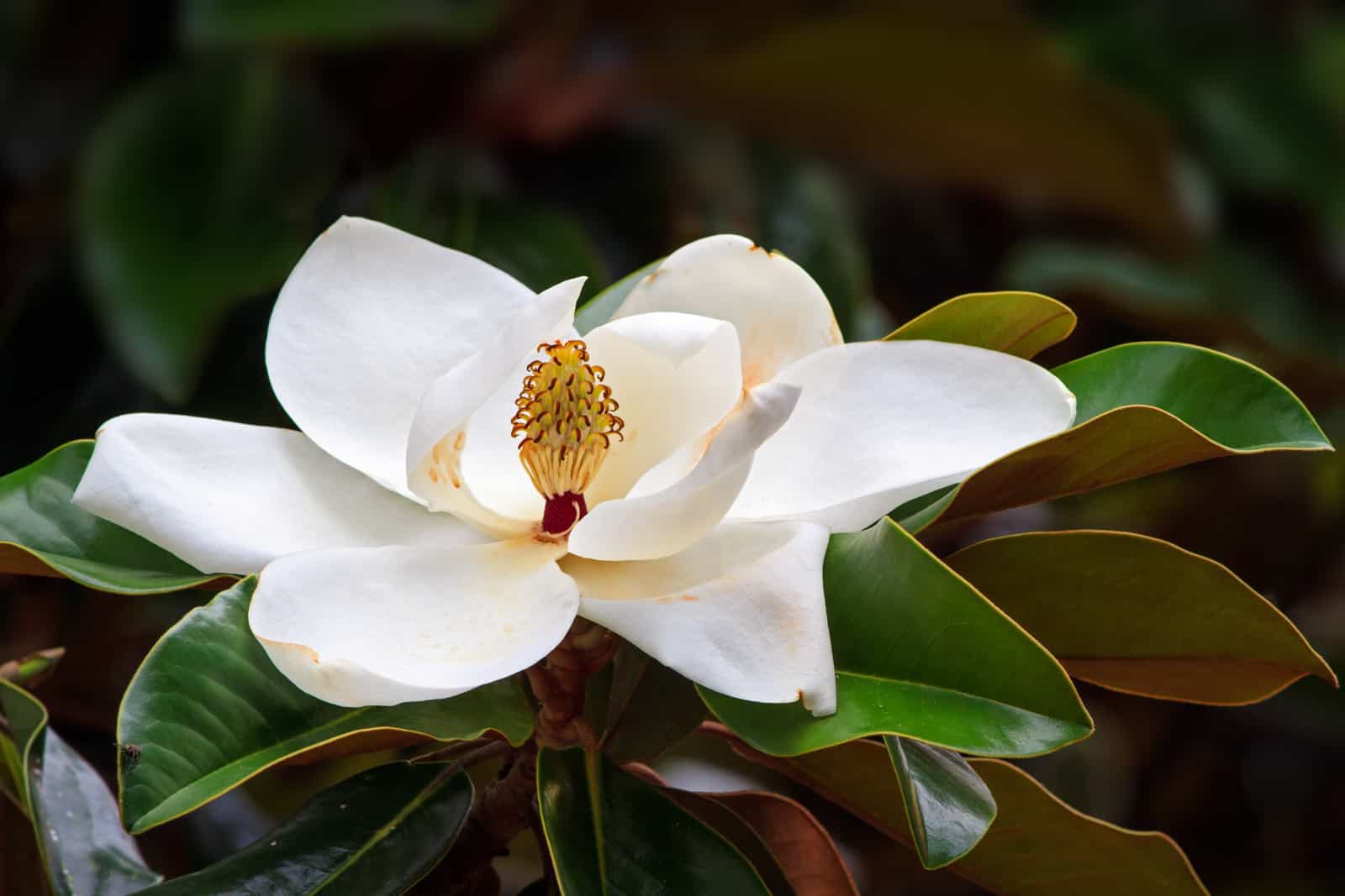 10 native florida trees to plant in your garden cape coral landscape