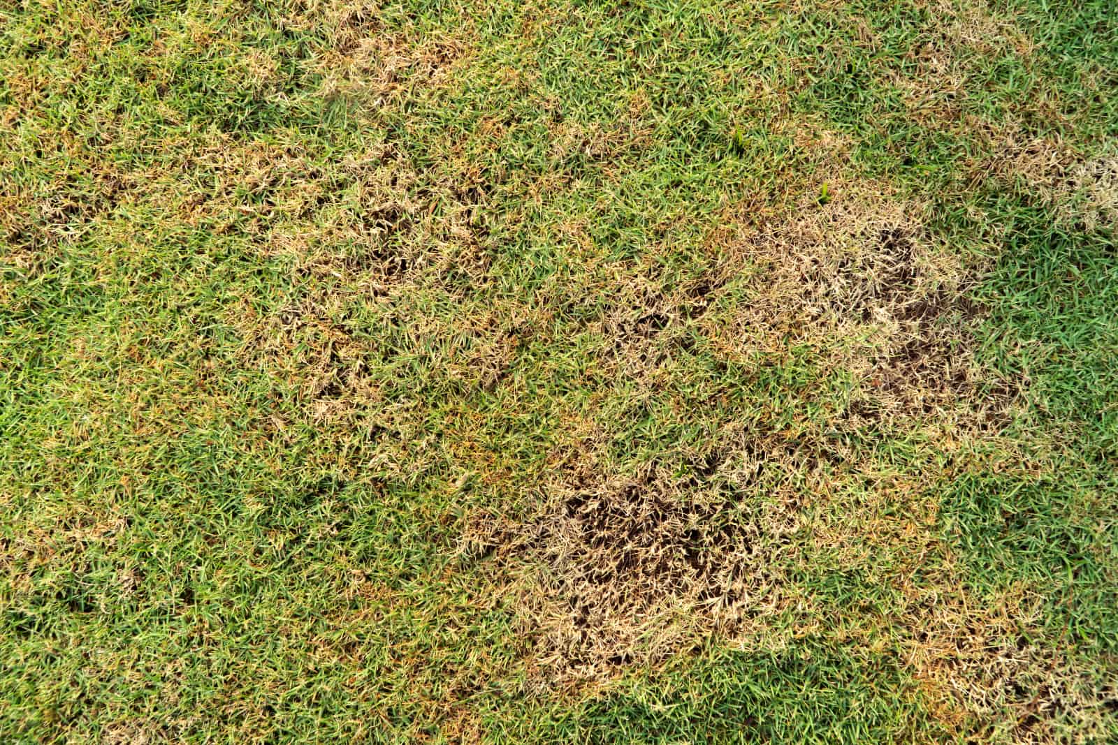 3 Common Lawn Pests and How to Eliminate Them