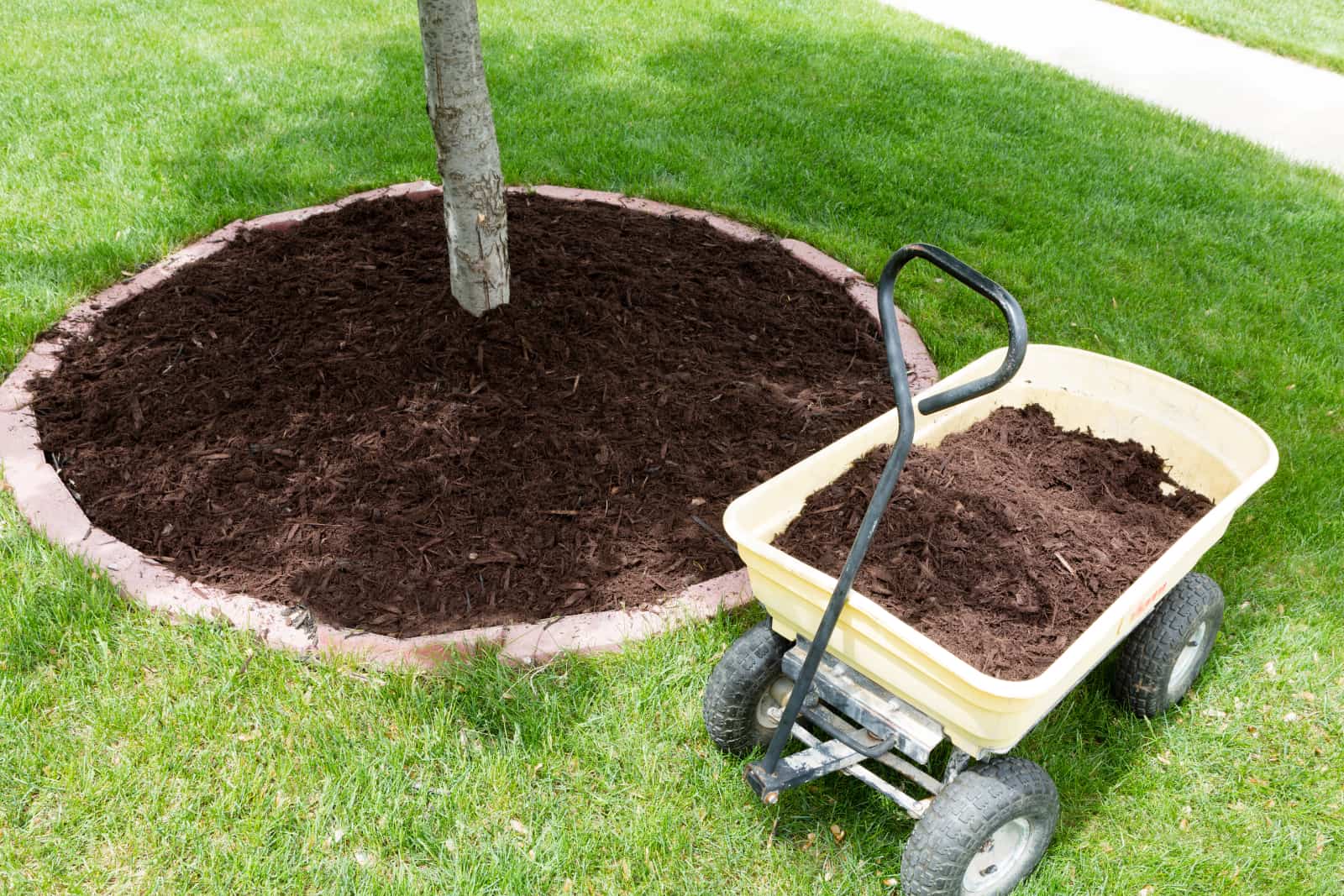 Tips And Tricks For Using Mulch Around Trees