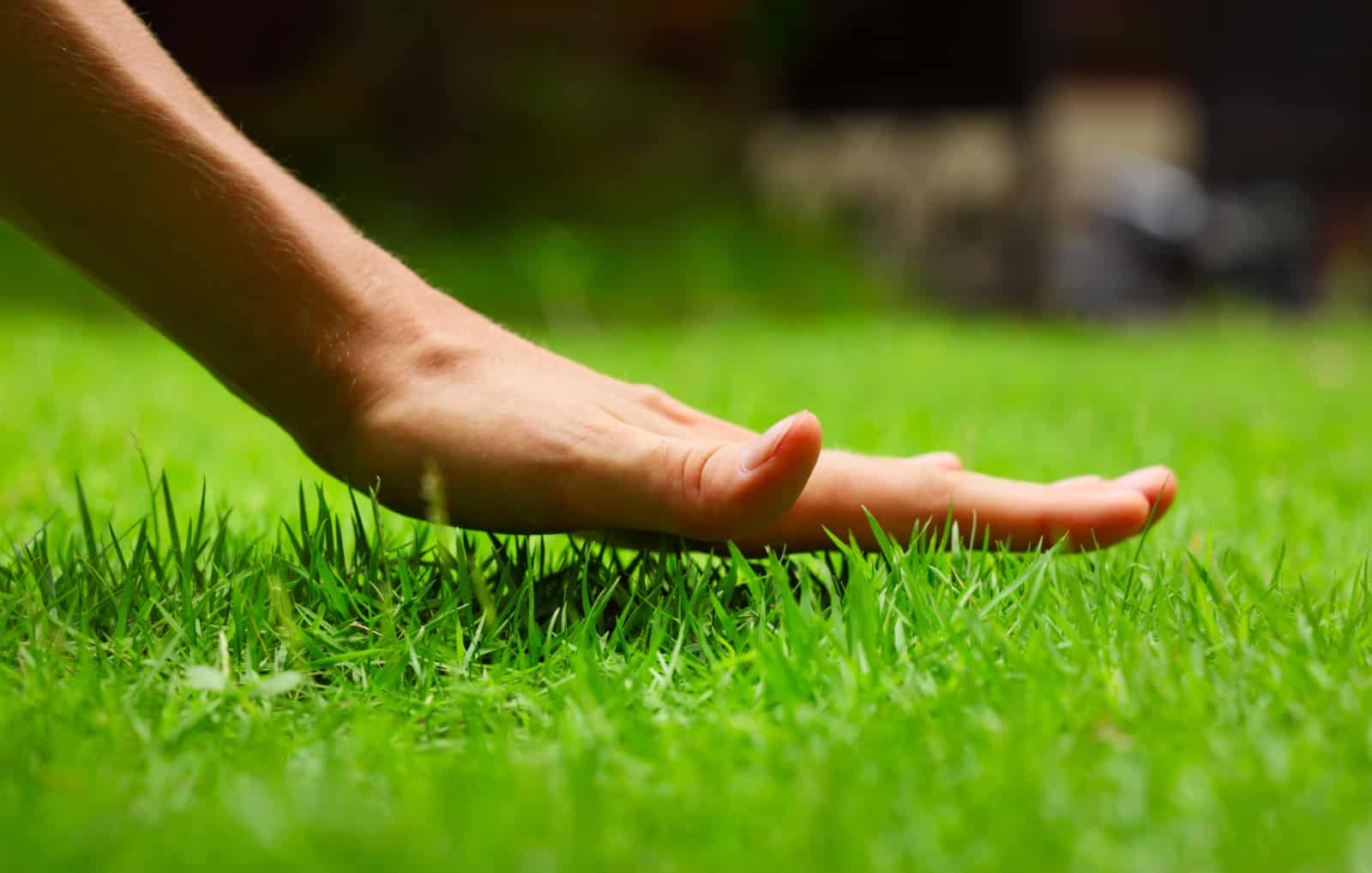 How Short Should You Cut your Grass
