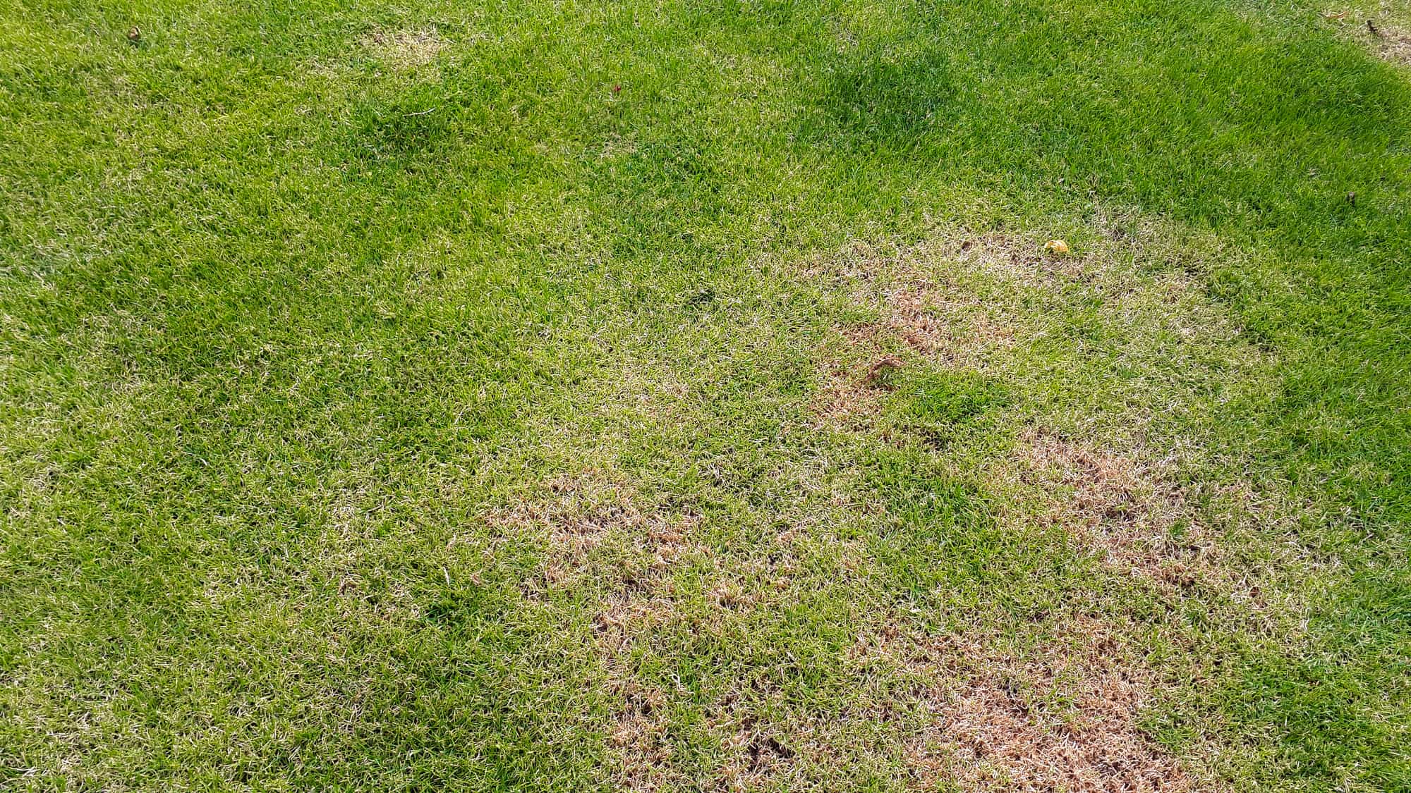 Types of Lawn Disease and How to Identify