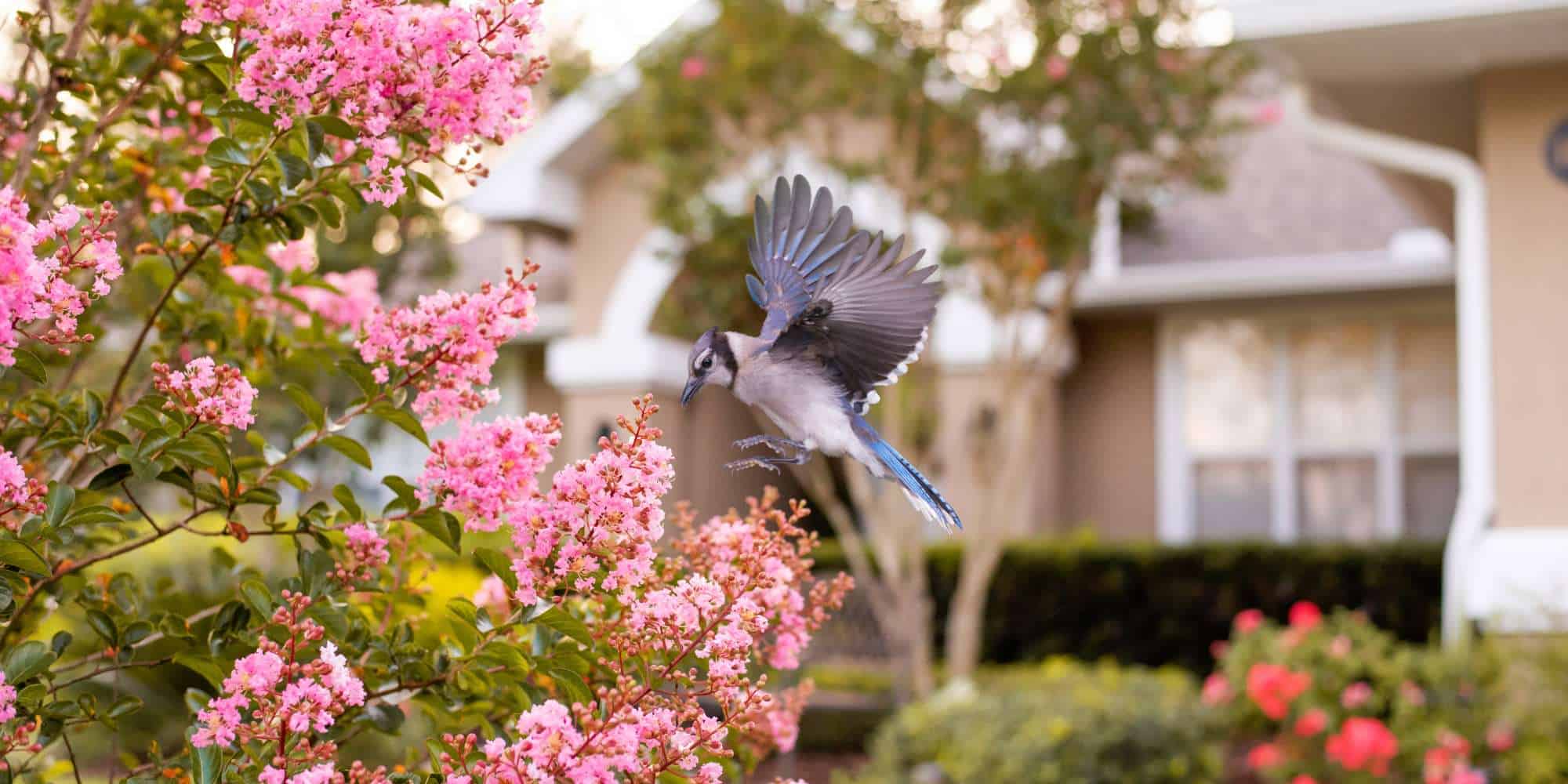 How to Attract Birds in Your Florida Garden