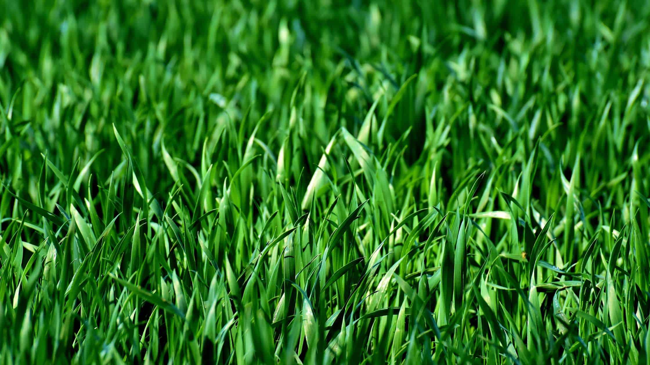 When it comes to your lawn, you have an opportunity to create a beautiful and welcoming outdoor environment. You can choose and individualize the appearance of your lawn through the landscaping and selection of certain grasses and plants.