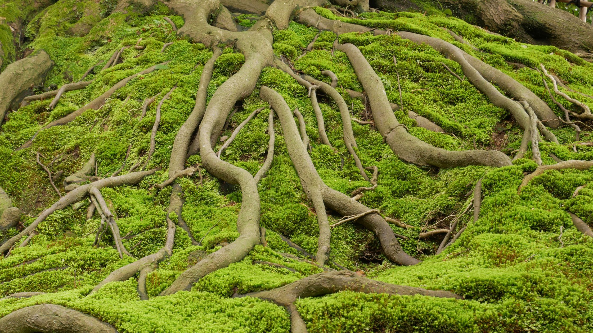 managing exposed tree roots