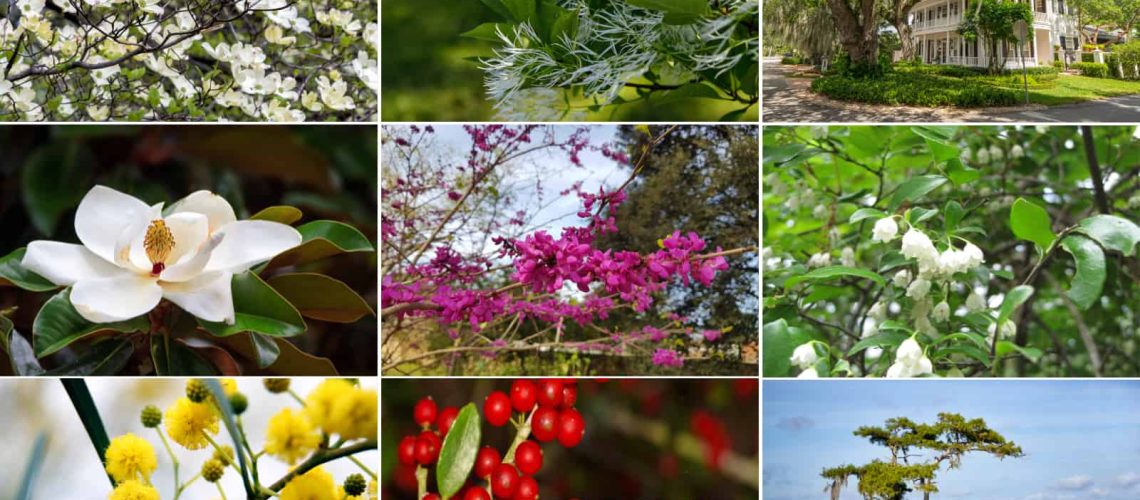 10 Native Florida Trees to Plant in Your Garden