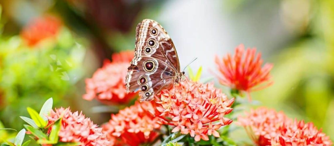 Closup image of a beautiful butterfly landing on a tree branch. With colorful flowers.