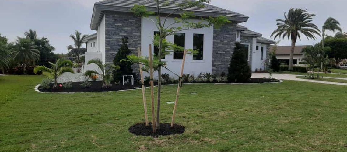 Caring for Newly Planted Trees and Shrubs