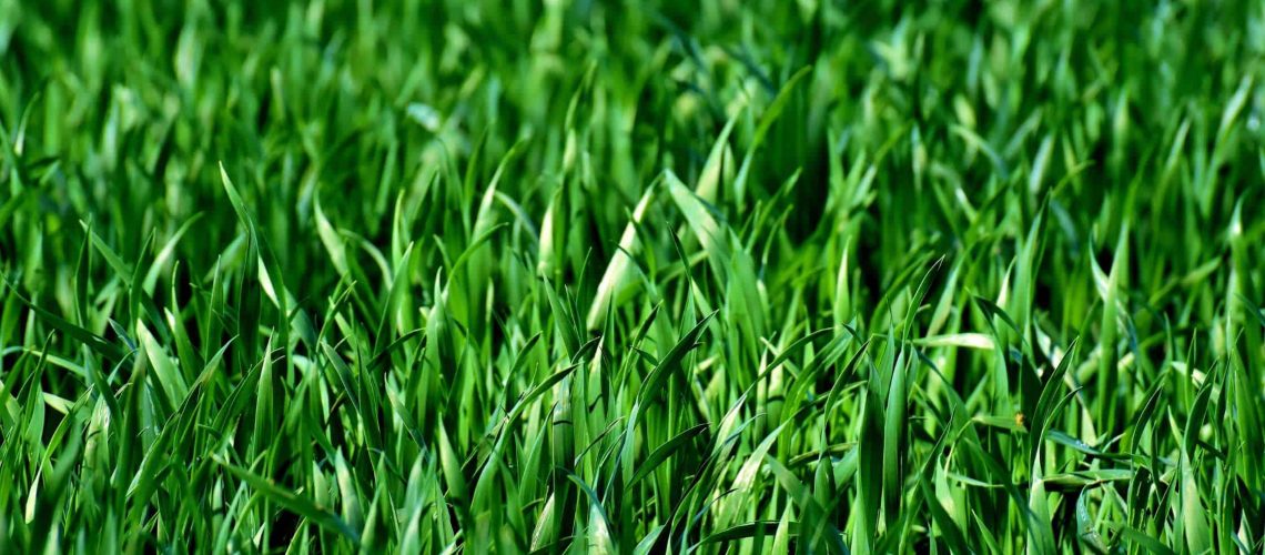When it comes to your lawn, you have an opportunity to create a beautiful and welcoming outdoor environment. You can choose and individualize the appearance of your lawn through the landscaping and selection of certain grasses and plants.