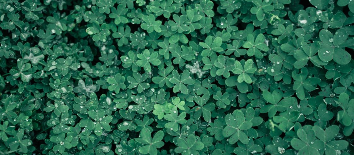 Clover Lawn Basics What to Learn Before Making the Change