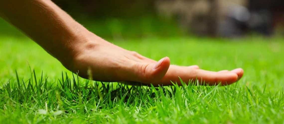 How Short Should You Cut Your Grass For A Healthy Lawn CWG Landscape