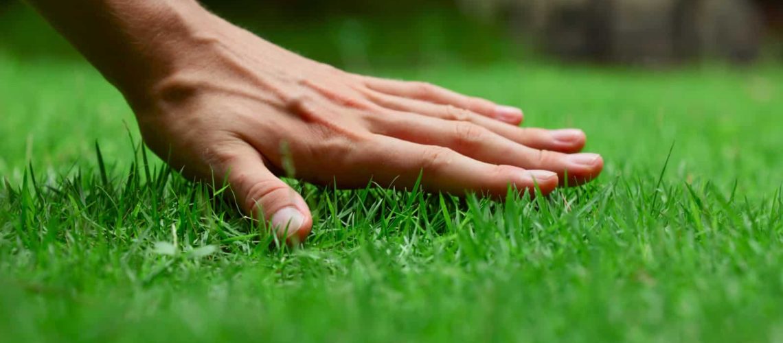 How to Achieve a Greener Lawn