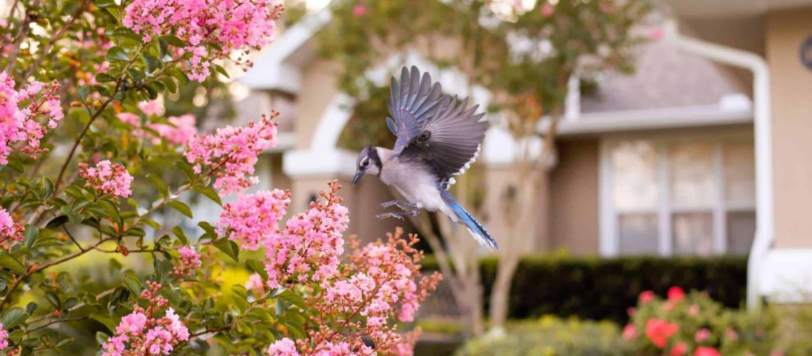 How to Attract Birds in Your Florida Garden