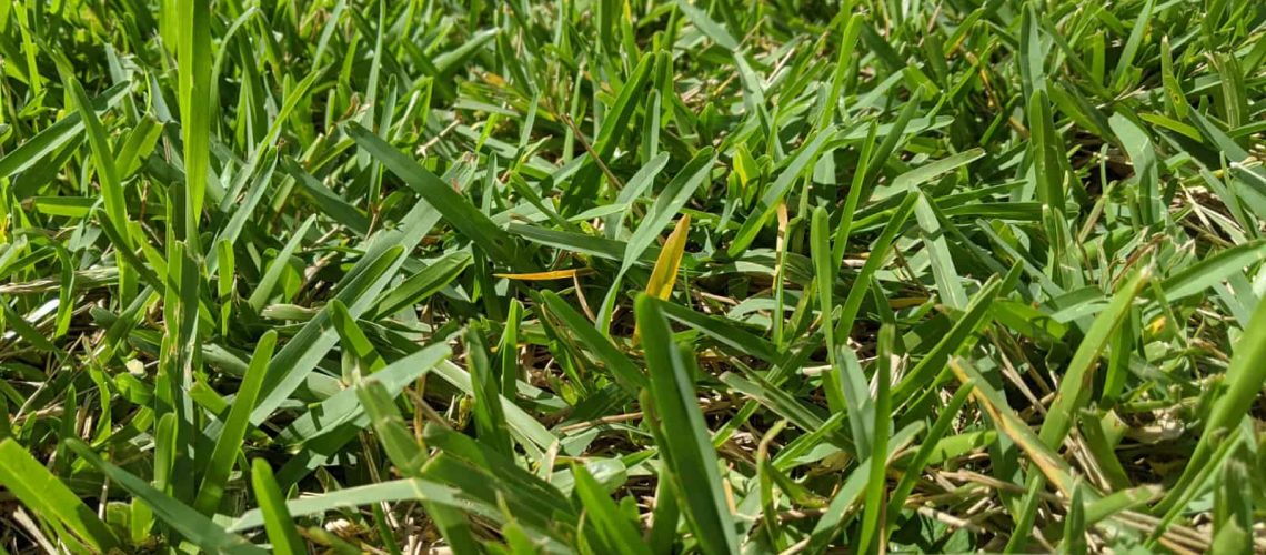Is There a Difference Between Floratam and St. Augustine Grass?
