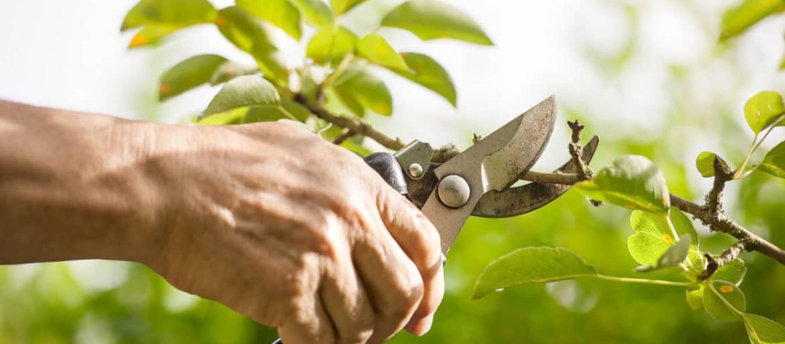 Now-Is-a-Great-Time-for-Pruning-1170x520