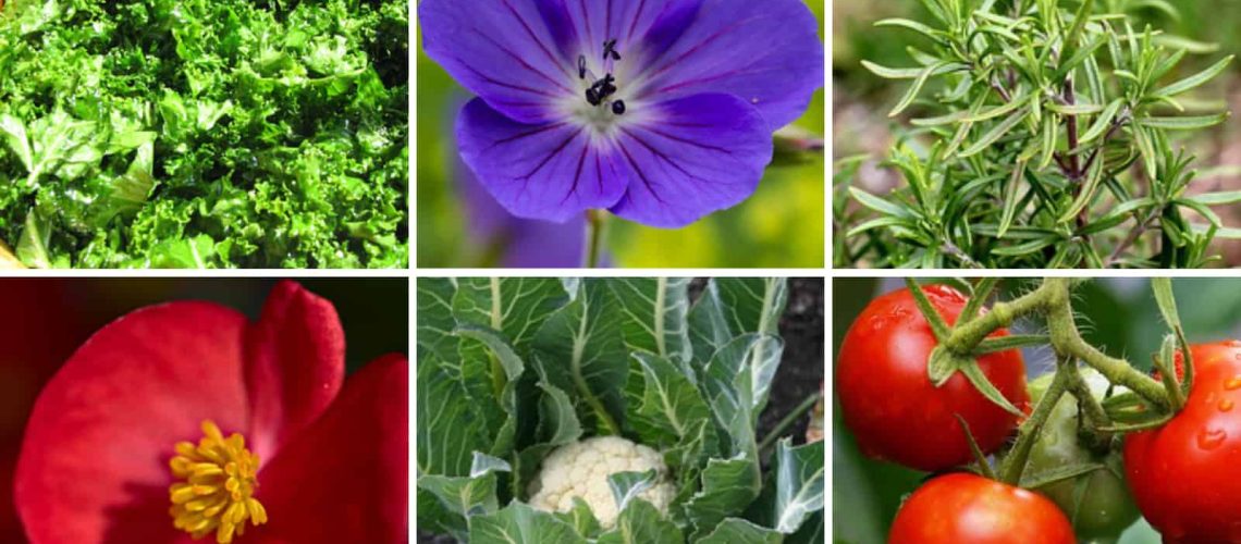Plan Your Planting with Florida Gardening Zones