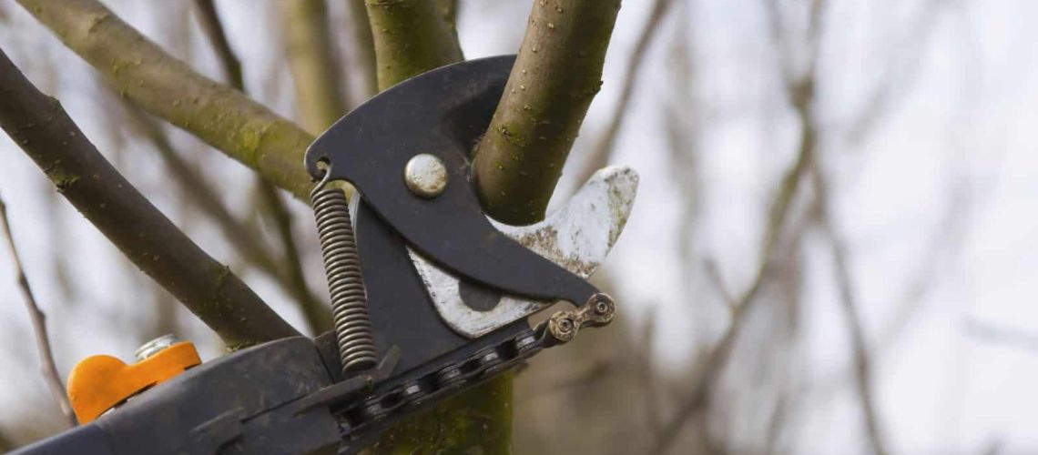 Pruning & Maintaining Trees In Florida