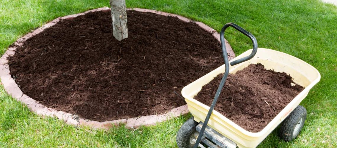 Tips And Tricks For Using Mulch Around Trees