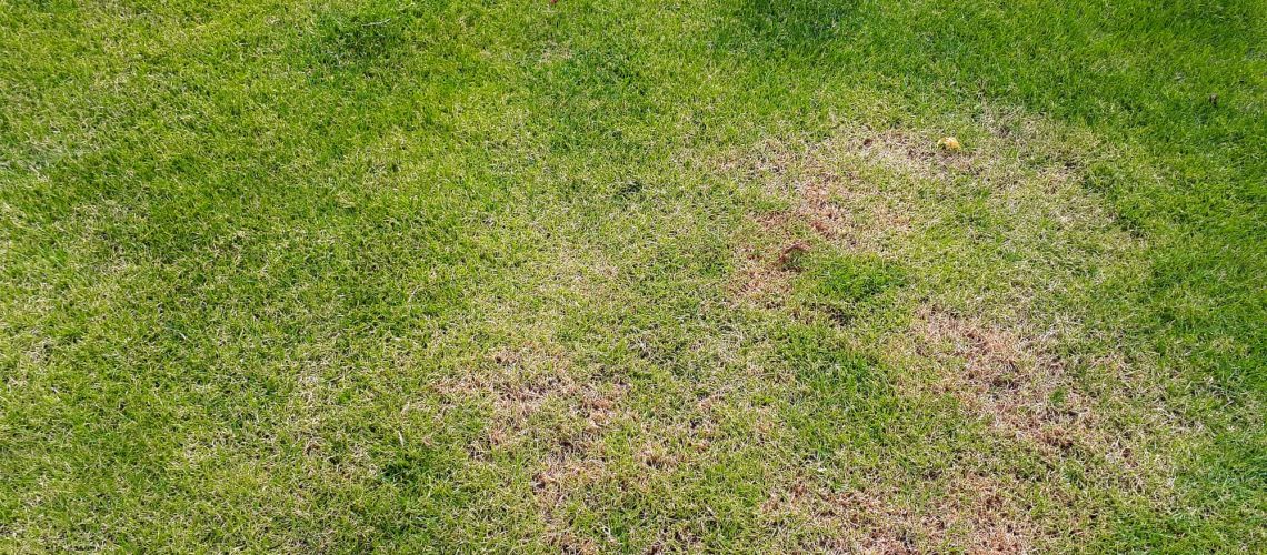 Types of Lawn Disease and How to Identify
