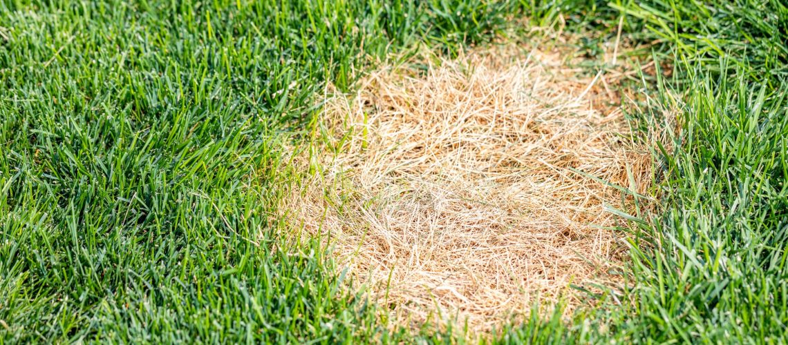 What You Should Know About Dollar Spot Fungus