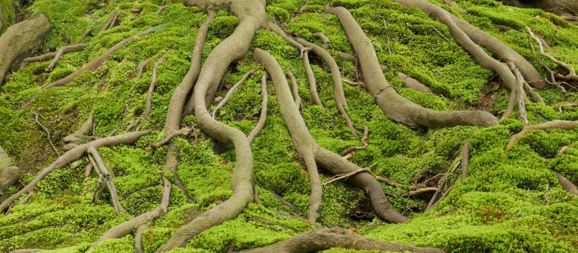 managing exposed tree roots