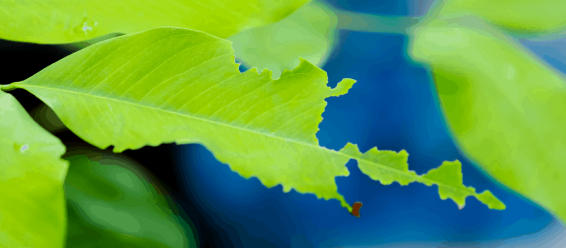 how-to-get-rid-of-common-pests-in-your-lawn